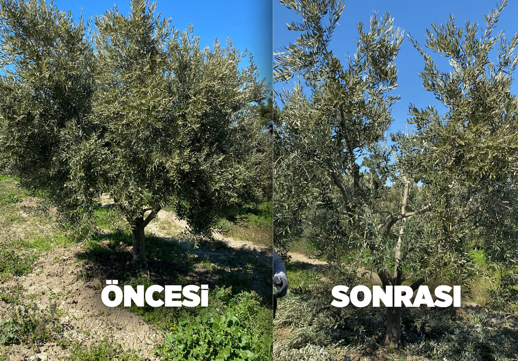 Zeytin Budamatavsiyeleri