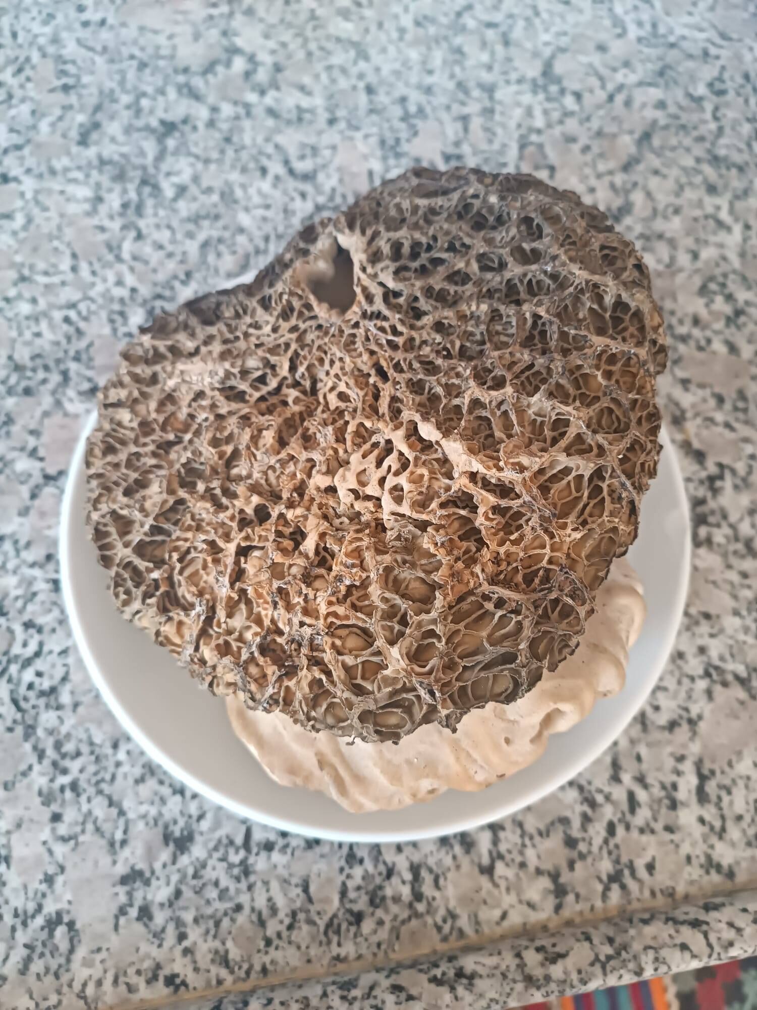 Devasa Kuzugöbeği Mantarıı