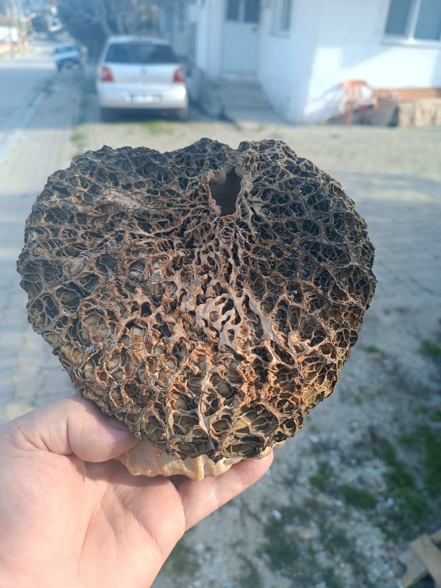 Devasa Kuzugöbeği Mantarııı