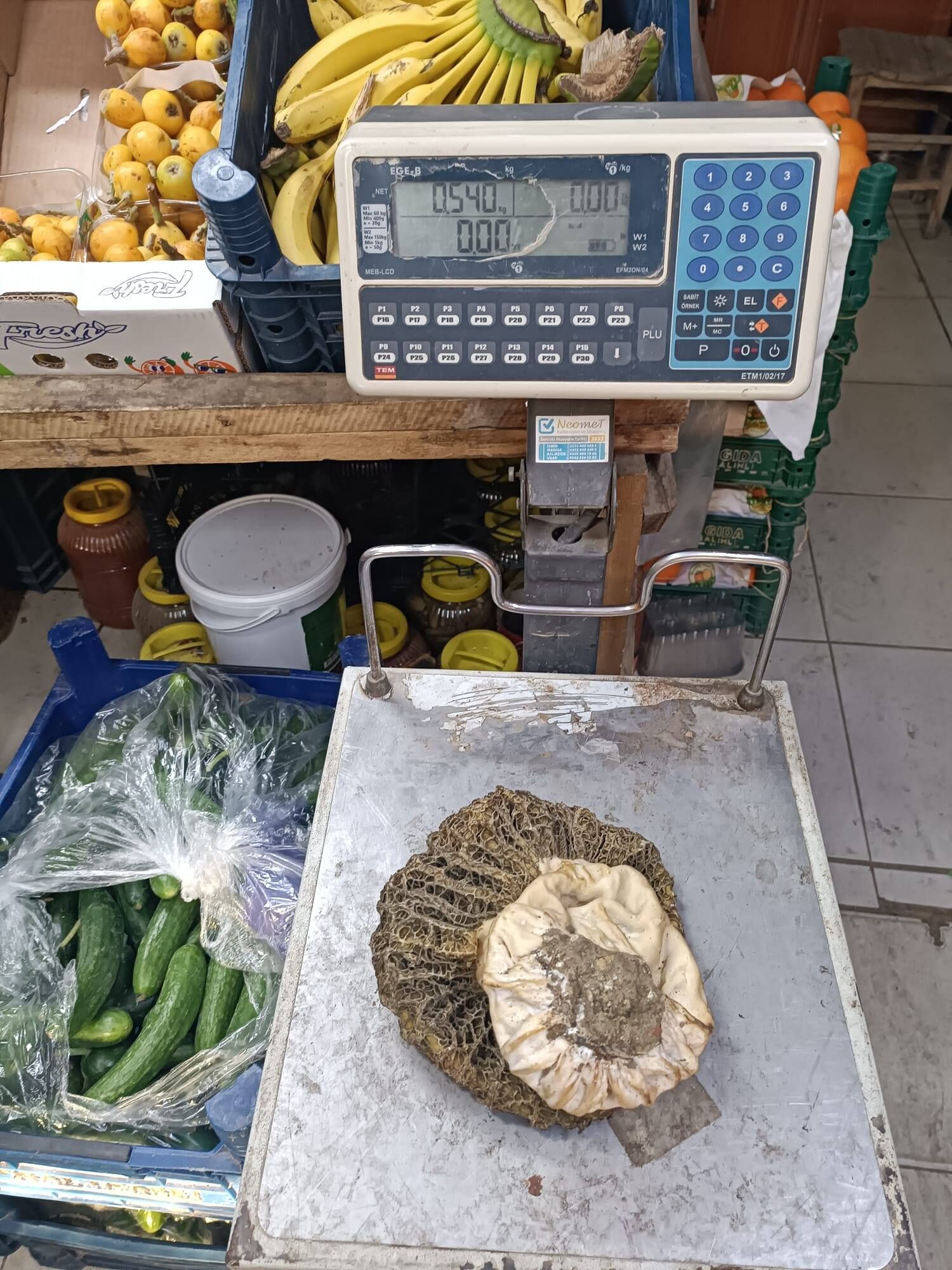 Kuzugöbeği Mantarı