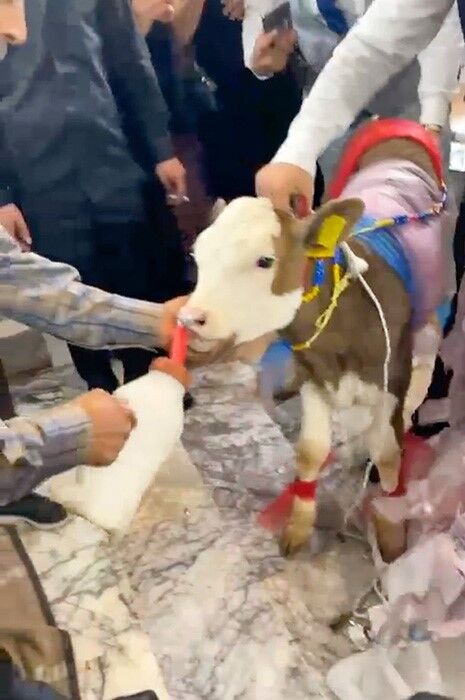 Manisalı çifte para yerine buzağı taktılar