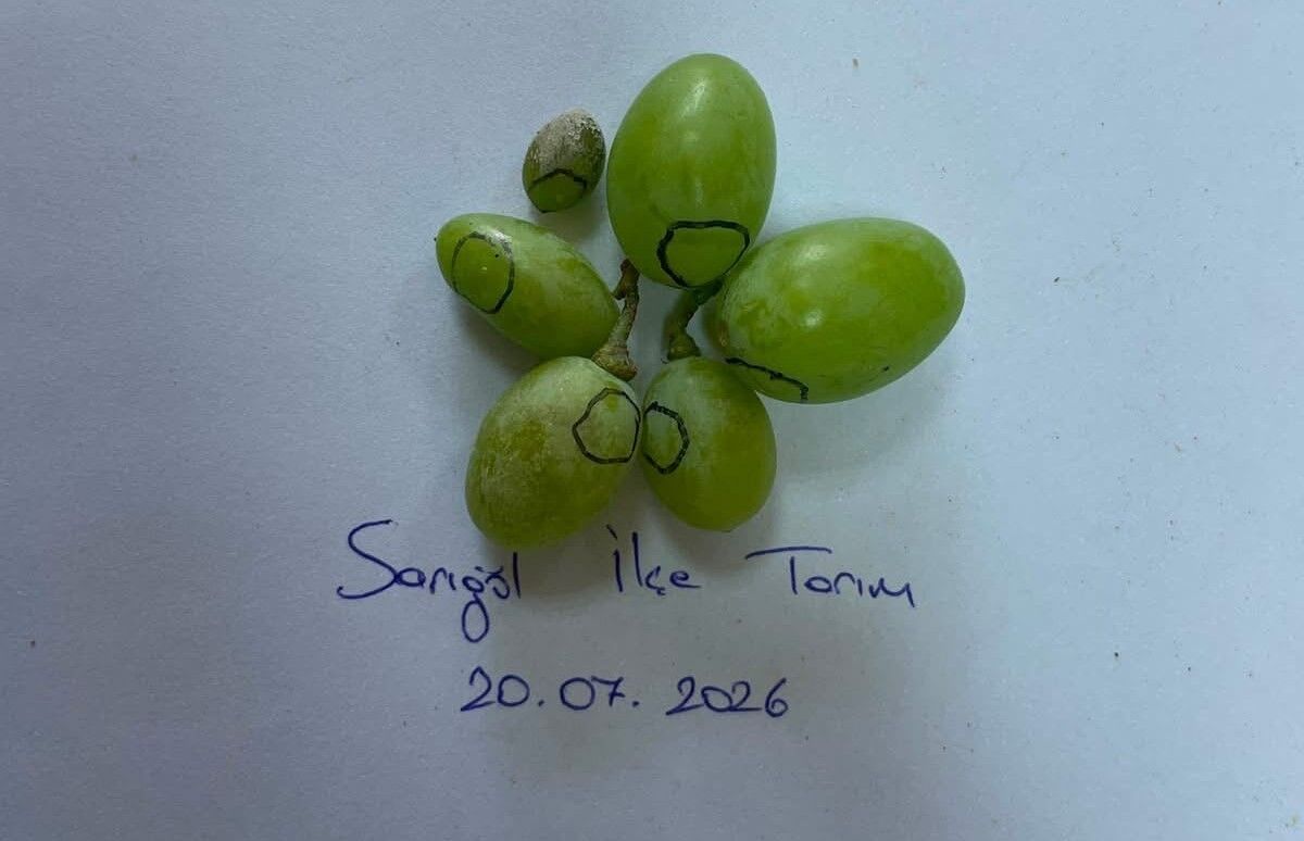 Manisa'daki bağlarda kritik 3 gün