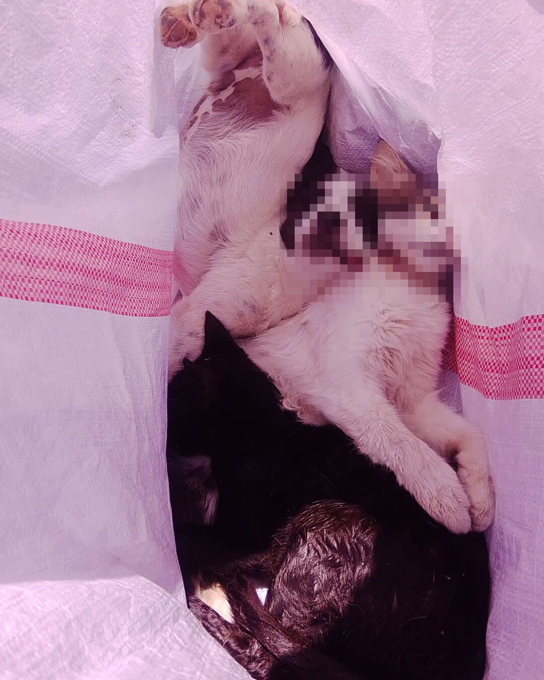 Alaşehir’de Vahşet Sokak Hayvanları Katlediliyor
