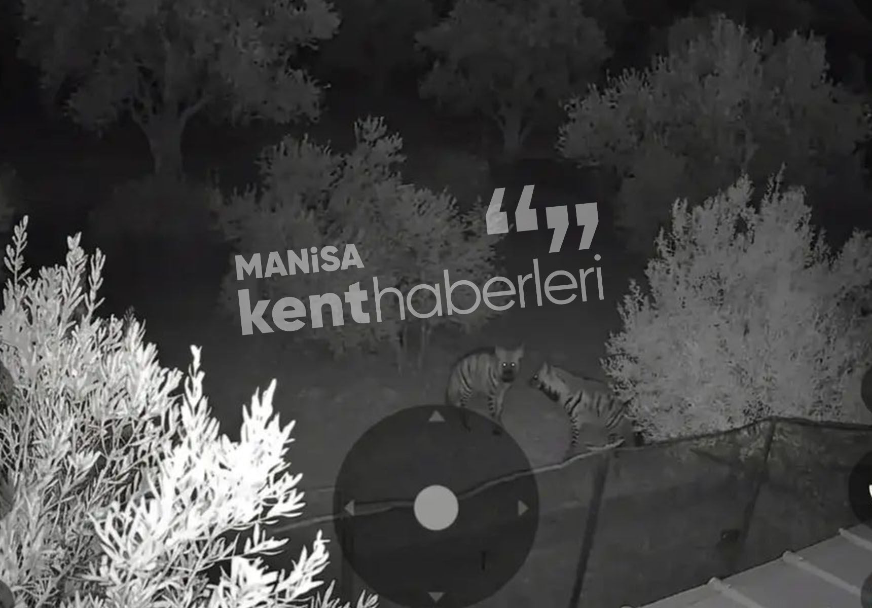Manisada Çizgili Sırtlan Görüldü (1)