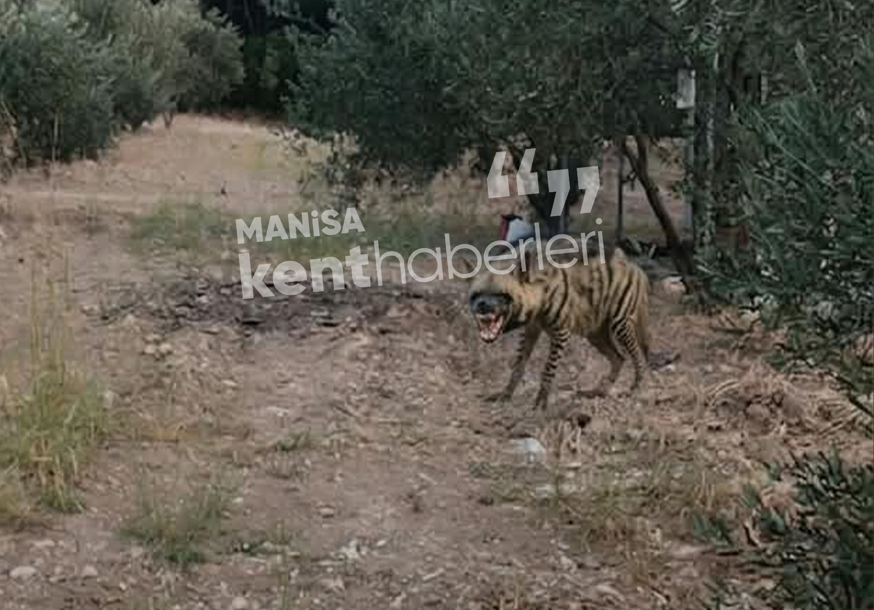 Manisa Yuntdağı'nda çizgili sırtlan görüntülendi iddiası