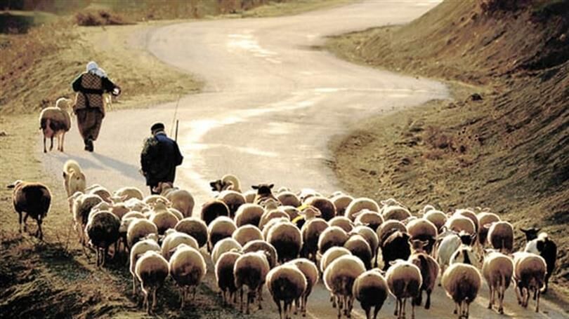 Hayvancılık desteği başvuruları başladı