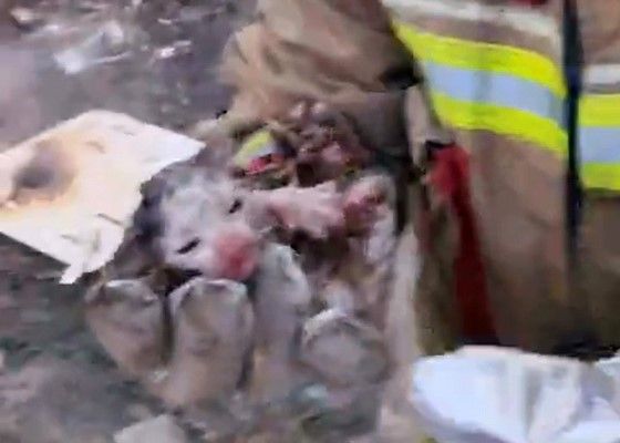 Manisa'da alevlerin arasında kalan yavru kediler kurtarıldı